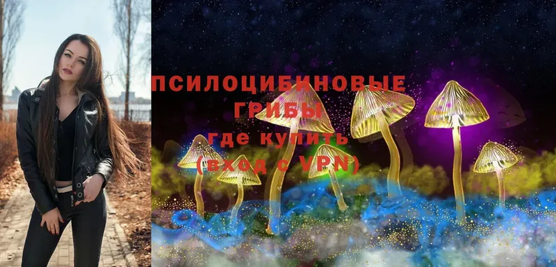 Галлюциногенные грибы Psilocybe  где можно купить   Серафимович 